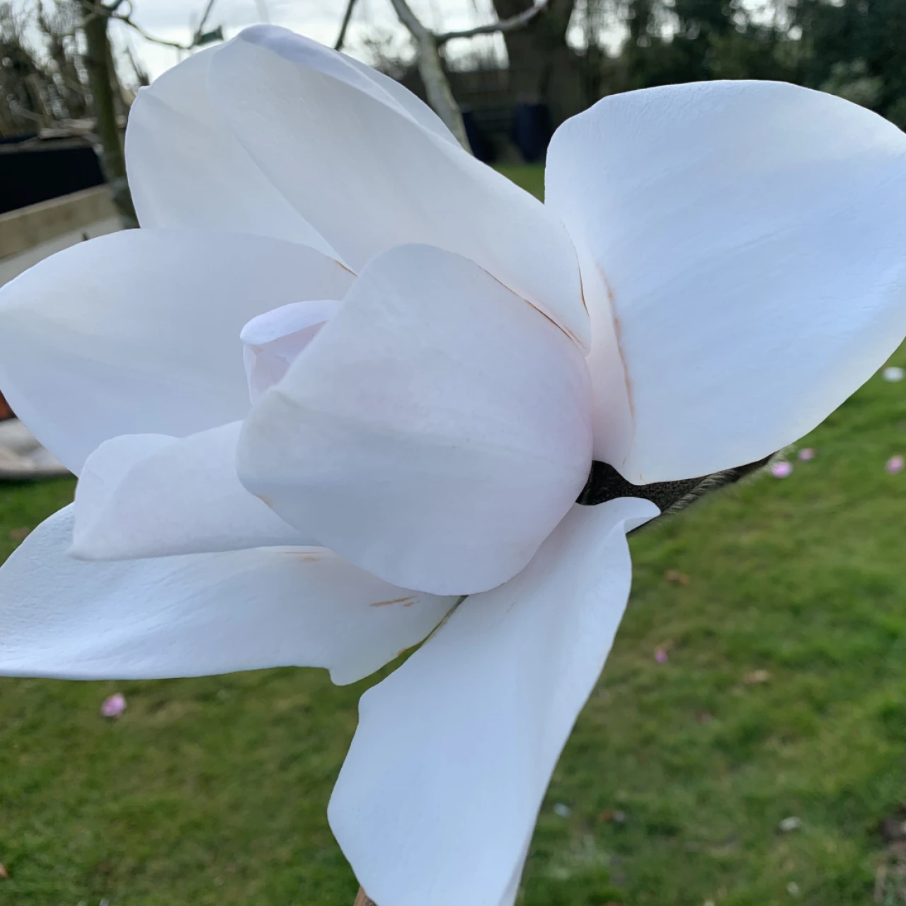 campbellii var alba Maharanee